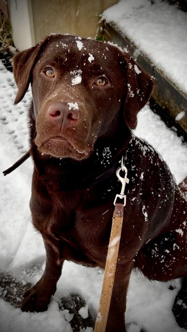 Good morning ❄️🤍
.
.
#pippilangstrumpf #letitsnow #bremen