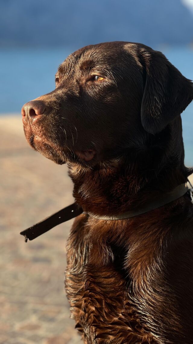 Fall in love with you a little bit more 🤎
.
.
.
#harveyinitaly #happytime #love #gardasee #lagodigarda #chocolab #familytime